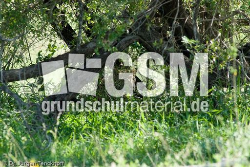 leopard (55 von 60).jpg